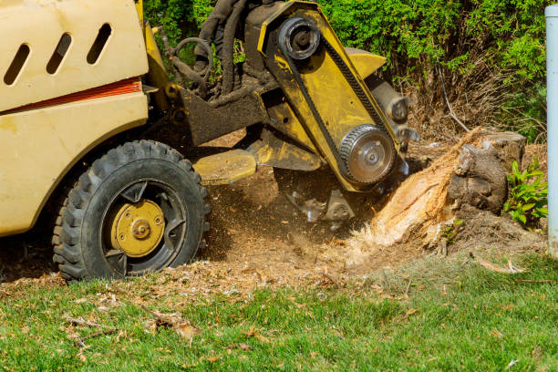 Emergency Storm Tree Removal in Tioga, ND